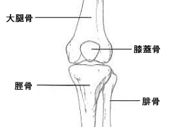 膝の構造