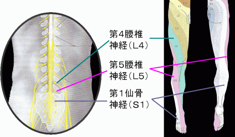 馬尾神経の説明