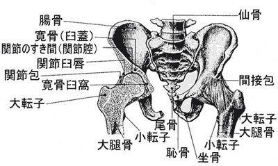 股関節の構造