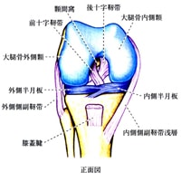 膝前十字靭帯損傷