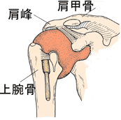 肩の構造