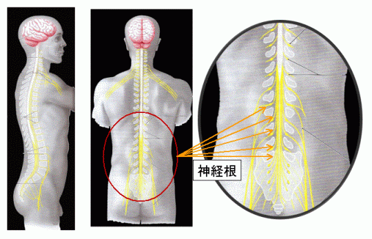 身体の側方向と後方から神経根を説明した図