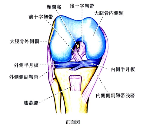 膝前十字靭帯損傷 稲波脊椎 関節病院