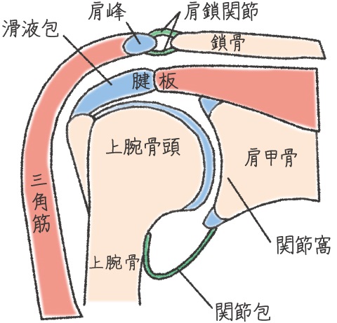 肩腱板断裂 稲波脊椎 関節病院